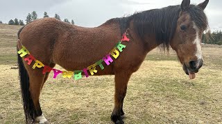 Horse turns 30 after vets said she'd die