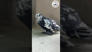 HUNGARIAN Pigeon 🕊🔥🔥 (Just for Show)