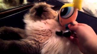 Bubbles Loves Kimiko