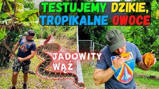 Testujemy dzikie tropikalne owoce. Jadowity wąż w tropikach