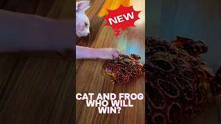 Cat vs Frog [ Cat 🐱🆚🐸 Frog ] #cat #cute #kitten