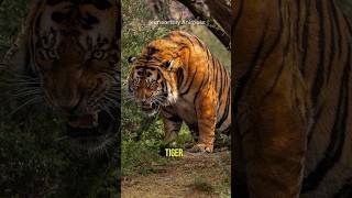 Top 3 Most Dangerous Animals In India