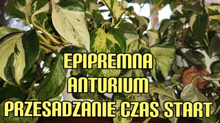 Epipremnum omdlewa🌿żółkną mu liście🌿 często musisz podlewać🪴