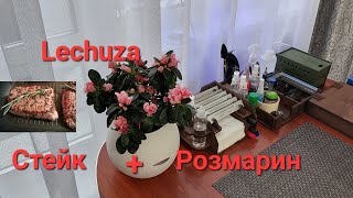 Кашпо Lechuza - розмарин на подоконнике (для стейка круглый год). Система автополива и подсветки.