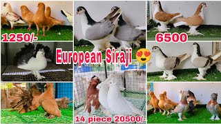 European Siraji ka sabse zabardast Collection Le aay | Khandwa Pigeon