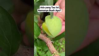 Buah Apakah Ini??? Ada yang Tau Ini Namanya Buah Apa ❓❓❓ #shorts #buahsegar #fruit  #buah #petikbuah