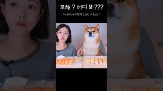 멍 때리는 시바견 이치 🦊