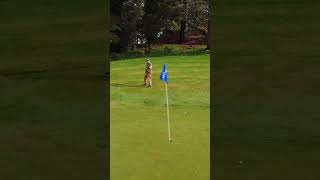 How the F do I Get out of THIS: Episode 1 #golf #golftips #lucky