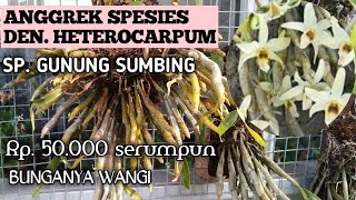 PROMO ANGGREK SPESIES DARI GUNUNG SUMBING, DEND. HETEROCARPUM, BUNGANYA WANGI  WA 0889 5125 552..