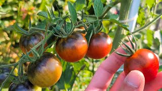 NEW Tomato Variety I Made | Tomato Cross Pollination