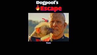 Why Dogpool Runs from Nicepool! | Marvel's Funniest Duo Explained | Marvel's Most Hilarious Tale