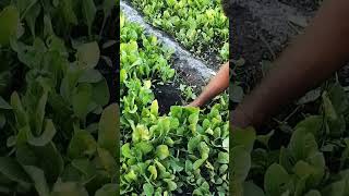 spinach harvesting / पालक की खेती| benefits of eating spinach पालक खाने के फायदे | Natural