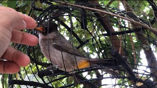 Sooty headed bulbul - ធ្នាក់​ពពេច​ក្បាល​ខ្មៅ​ចុង​ខ្នង​ស