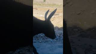 Meeting Gorgeous Yak/Bull! Individual Tours Himalayas: https://sahajatravels.blogspot.com/