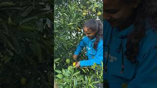 Fruits cutting from tree🌲