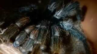 December 17th Surprise Moult!