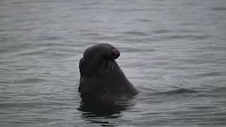 PRNS, Elephant Seal, 1/26/24 part 2