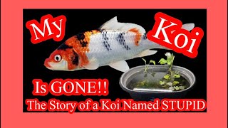 MY KOI IS GONE!! THE STORY OF A KOI NAMED STUPID #fish #aquariumfun #koi #storytime