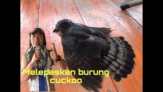 Menyelamat dan membebaskan cuckoo