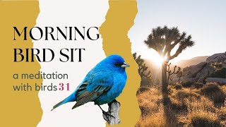 Bird Sit - A Morning Meditative Birding Practice - # THIRTY ONE