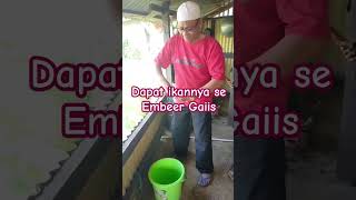 Mancing Ikan Gacor Ternyata Ini Umpannya#shortvideo #mancingseru #mancingikan #umpanikan