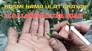 Insektisida yg ampuh membasmi hama ulat grayak/ulat buah pd cabe