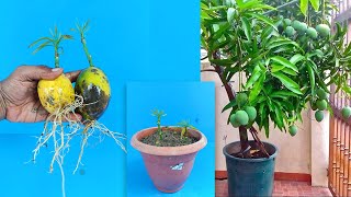 How to grow mango tree from mango fruit / Propagate mango tree