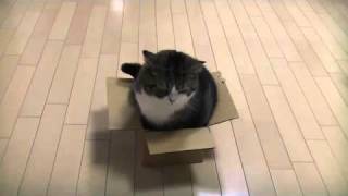 catbox