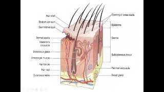 The Integumentary system Part I