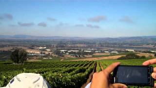 Falconry/Vineyard Management, Suscol Springs Ranch Vineyards