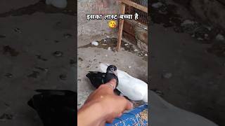 Is jode ka last baccha bacha hai 😖 #shorts #status #pigeon #kabutar #viralshort #birds #short