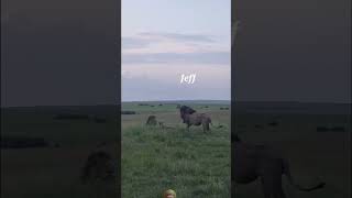 Lion  give surprise 🔥🦁🔥#wildlife #shortsfeed #viralvideo