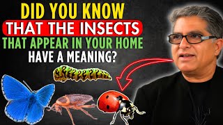 Did you know that the INSECTS that appear in your house have meaning? 🐞🦋