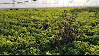 بالتجربة العملية تأثير رش مبيدات الحشائش علي المحصول في عمر كبير