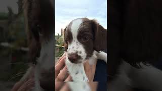 12 Springer Spaniels #cuteness #shorts