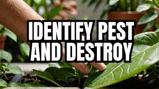 Houseplant Pests and Diseases identification and Get Rid of Them