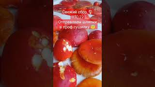 свежий сбор #мухомор 🍄Отправляем шляпки мухомора профессиональную сушилку 😇  #микродозинг #мухоморы