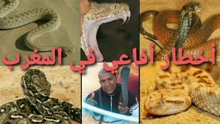 تعرف معي على أنواع أصناف أفاعي السامة و غير سامة الموجودة بالمغرب