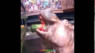 hippo eating watermelon