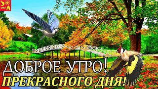 Доброе утро! Прекрасного дня! С добрым  утром! Красивая видео открытка! Доброе утречко!