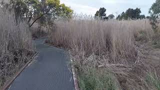 Jerrabomberra Wetlands - Kelly's swamp