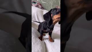 Dog Breeds: Watch This Dachshund Greet the Morning! 🌞🐾