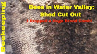 Beekeeping: Shed Wall Bee Cut Out