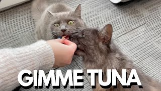 Cats Go Crazy For Tuna