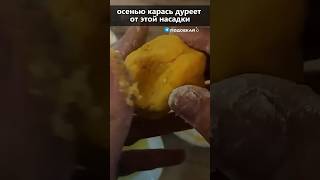 Лучшая насадка на карася осенью #насадка #карась #рецепт #рыба #рыбалка