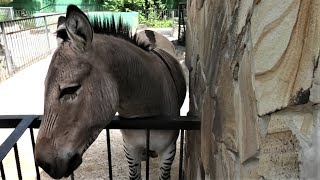 Какой красивый Телеграф! Мило просит вкусняшку! What a beautiful Telegraph! Milo asks for a treat!