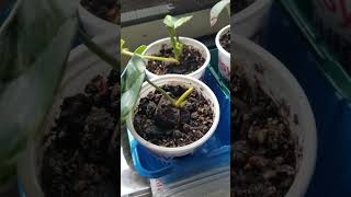 Houseplants - Pothos, Philodendron & Tradescanthia? - January 22nd 2024 Update