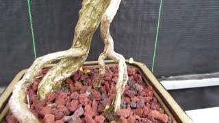 21 Year Old Thousand Star Serissa Flowering Semi Cascade Specimen Bonsai Tree