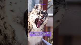 Snow Leopard | Pemangsa paling imut #shortvideo #shorts