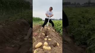 Potato harvest